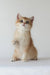 Ursalia | british shorthair kitten