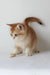 Ursalia | british shorthair kitten