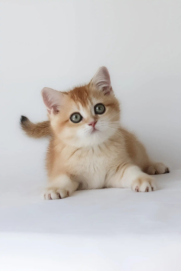 Ursalia the British Shorthair Kitten with Blue Eyes