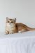 Ursalia | british shorthair kitten