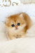 Ursula | british longhair kitten