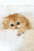 Ursula | british longhair kitten