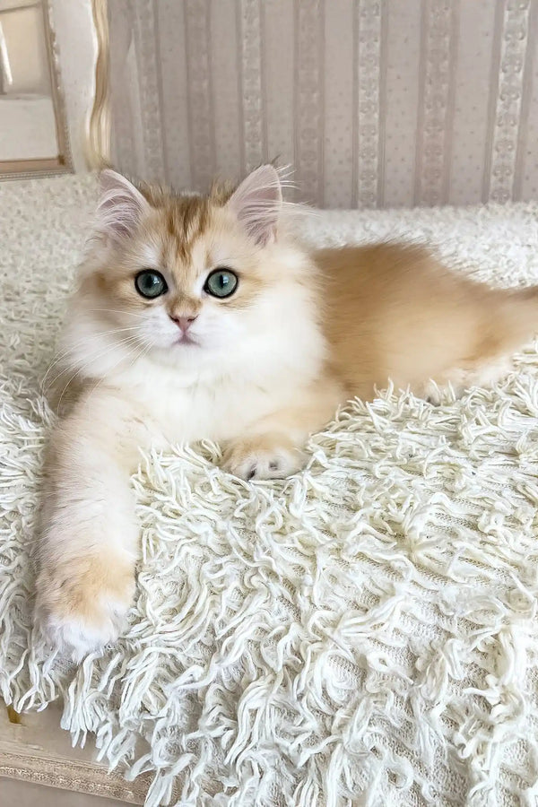 Ursula | british longhair kitten