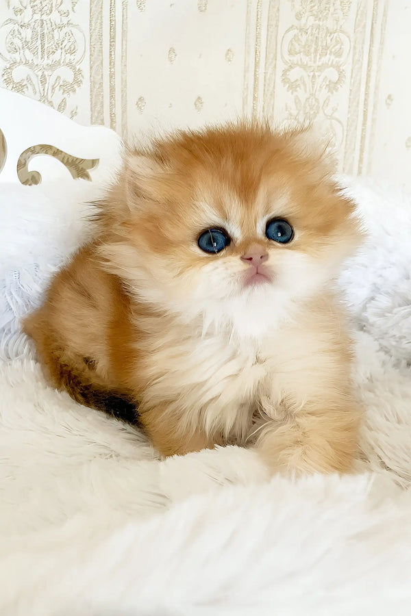 Ursula | british longhair kitten