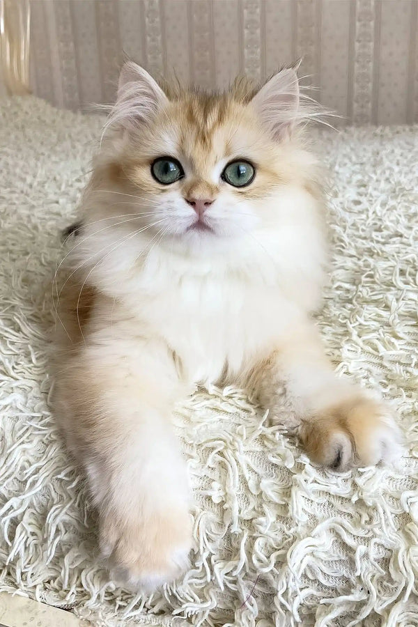 Ursula | british longhair kitten