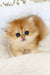 Ursula | british longhair kitten