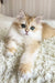 Ursula | british longhair kitten