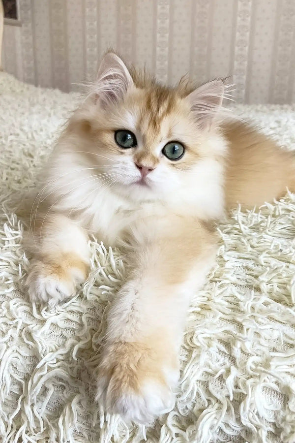 Ursula | british longhair kitten