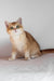 Ursula | british shorthair kitten