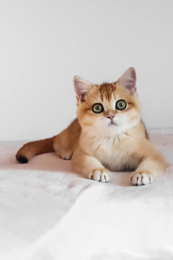 Ursula | british shorthair kitten