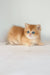 Ursula | british shorthair kitten