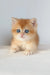 Ursula | british shorthair kitten