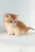 Ursula | british shorthair kitten