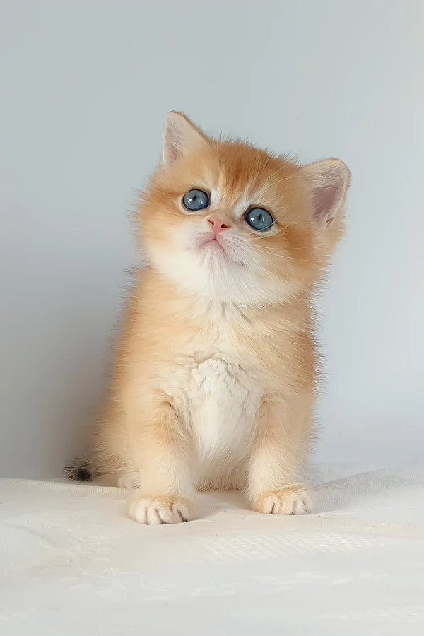 Ursula | british shorthair kitten