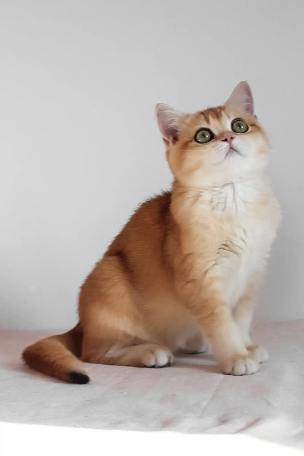 Ursula | british shorthair kitten