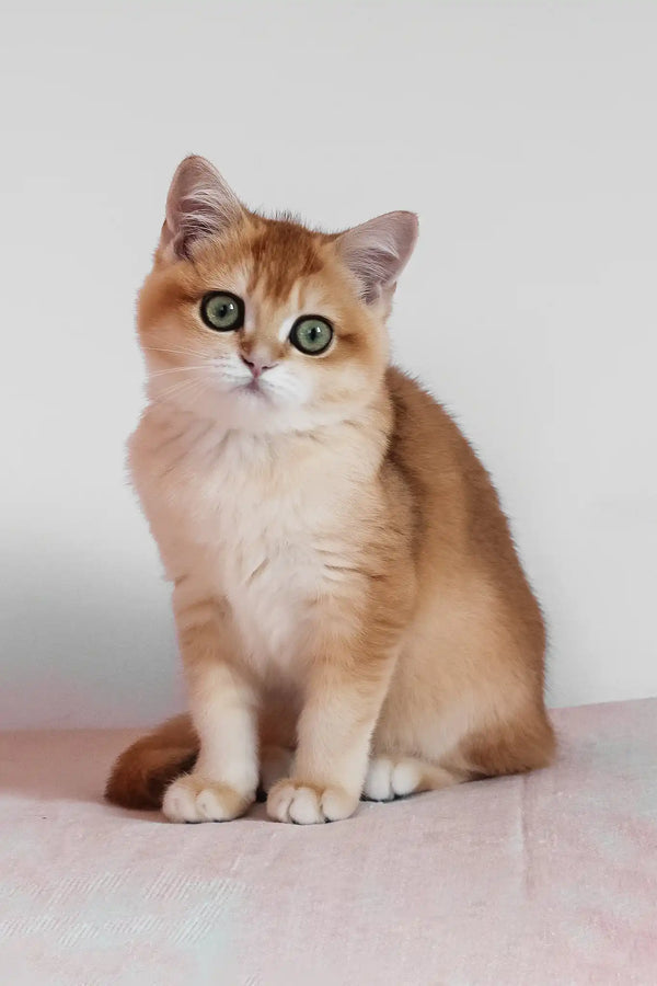 Ursula | british shorthair kitten