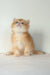 Ursula | british shorthair kitten