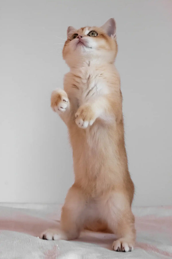 Ursula | british shorthair kitten