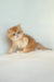 Ursula | british shorthair kitten