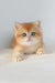 Ursula | british shorthair kitten