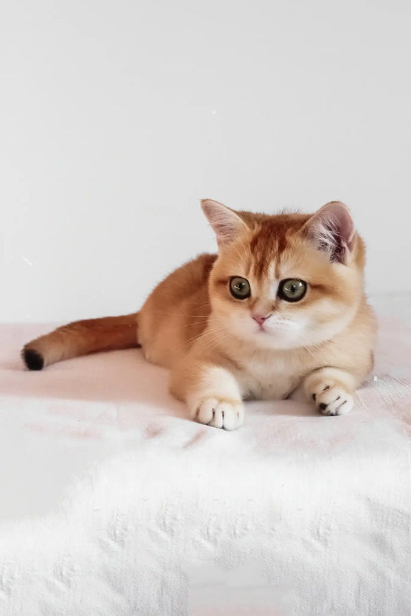 Ursula | british shorthair kitten