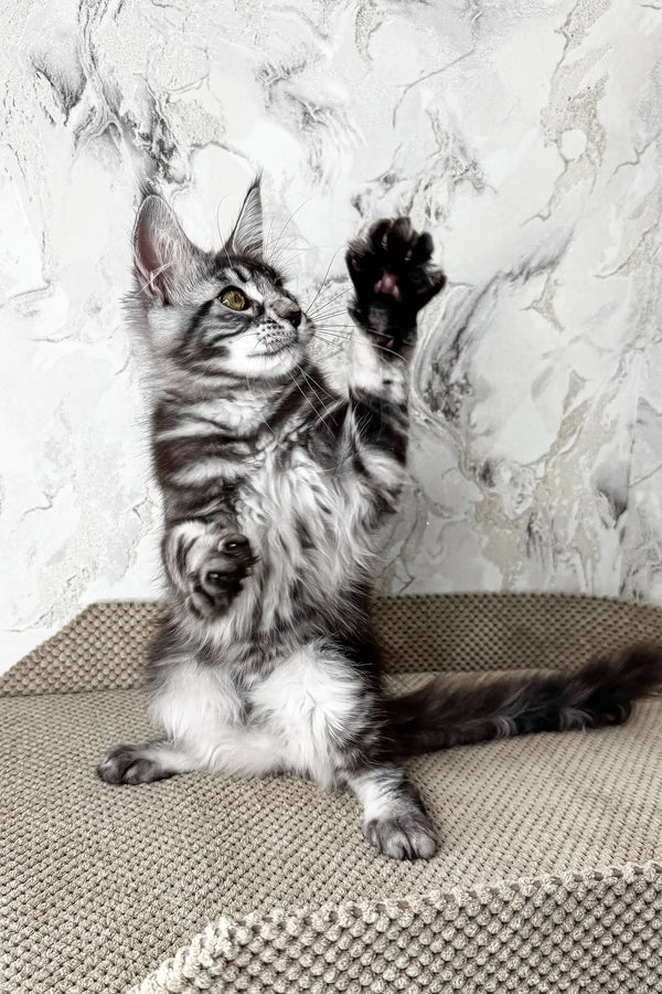 Ursula | maine coon kitten