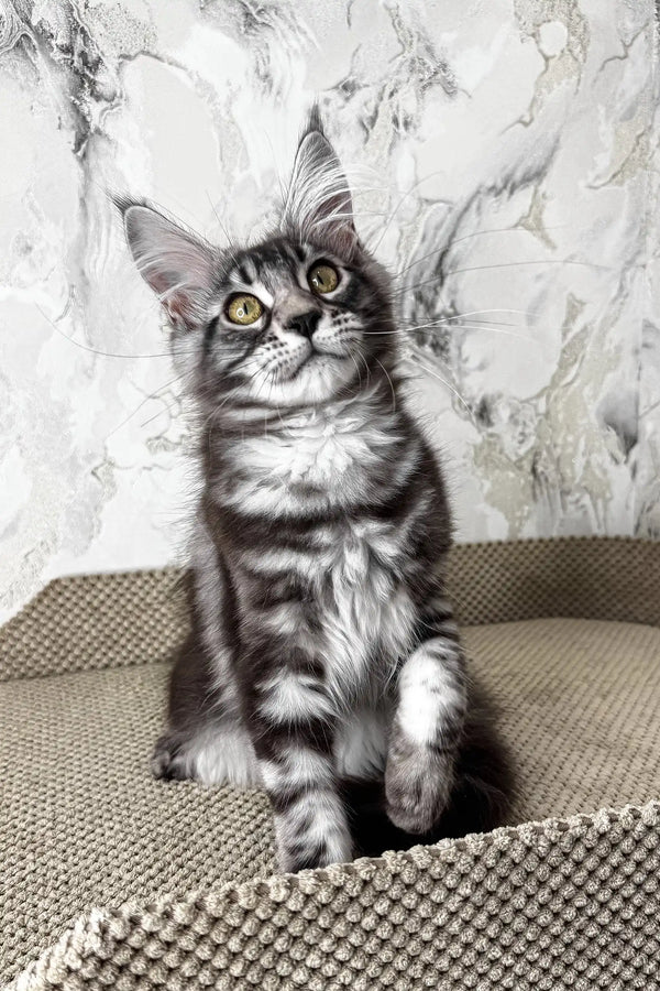 Ursula | maine coon kitten