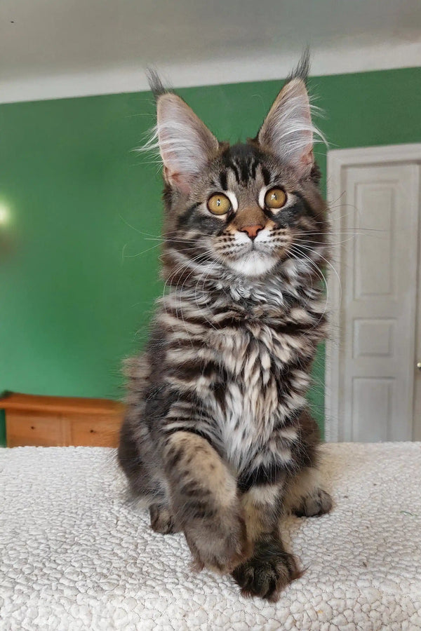 Ursula | maine coon kitten