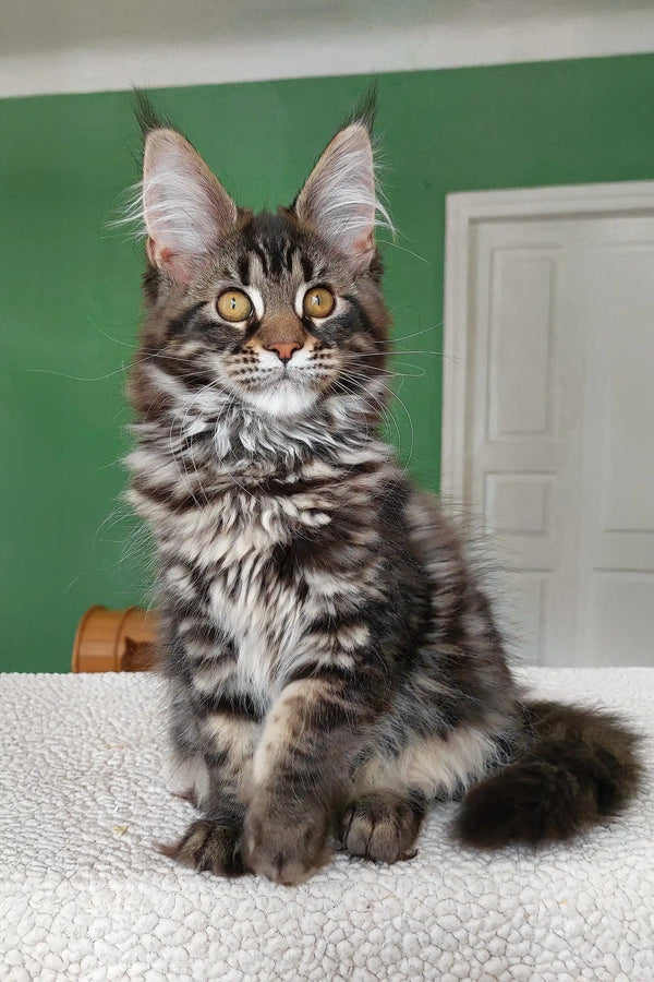 Ursula | maine coon kitten