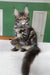 Ursula | maine coon kitten