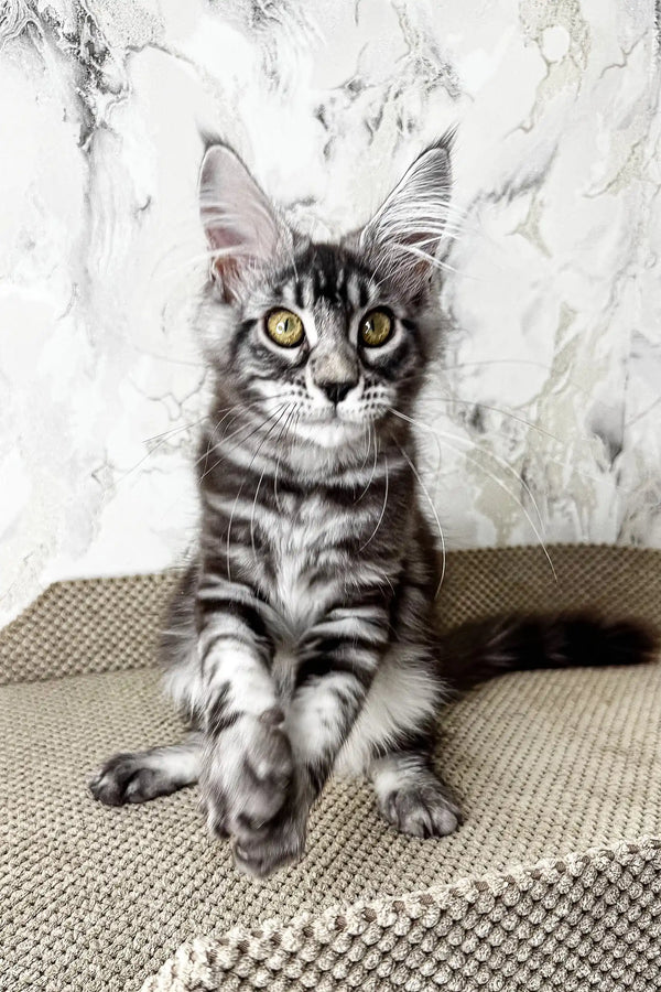Ursula | maine coon kitten
