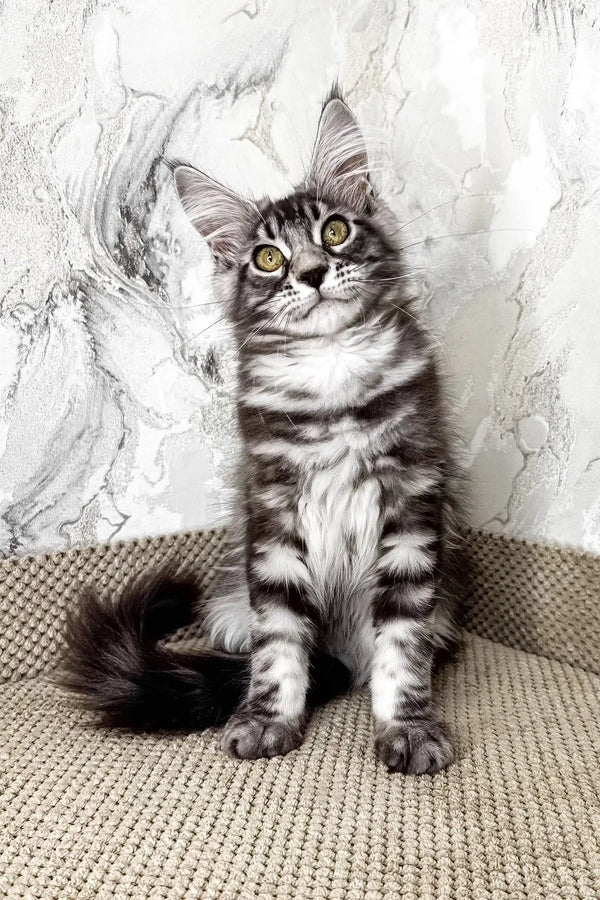 Ursula | maine coon kitten