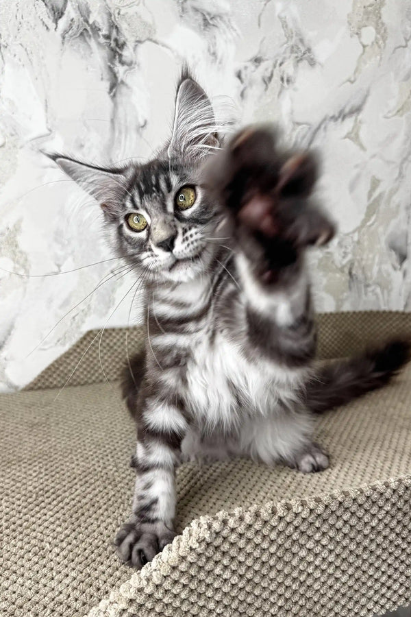 Ursula | maine coon kitten