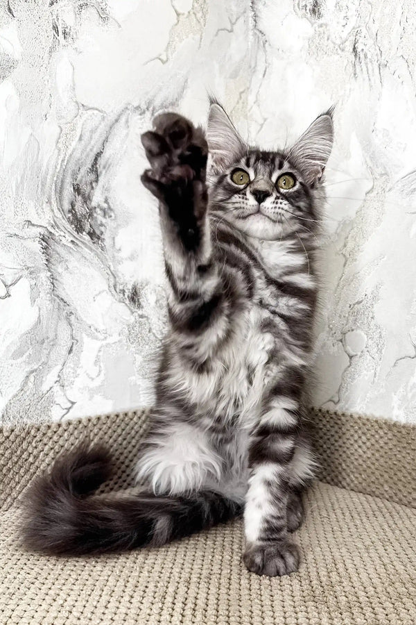 Ursula | maine coon kitten