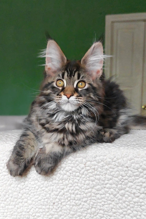 Ursula | maine coon kitten