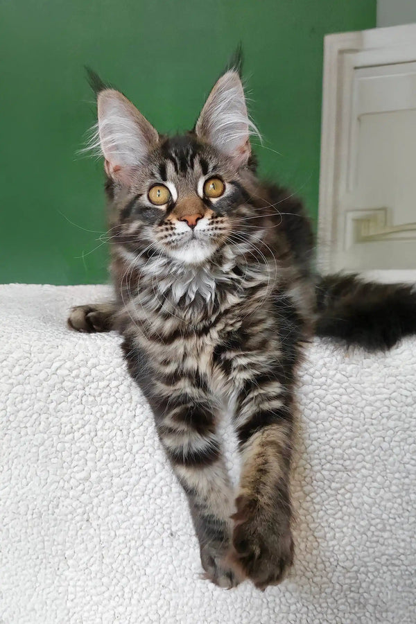 Ursula | maine coon kitten