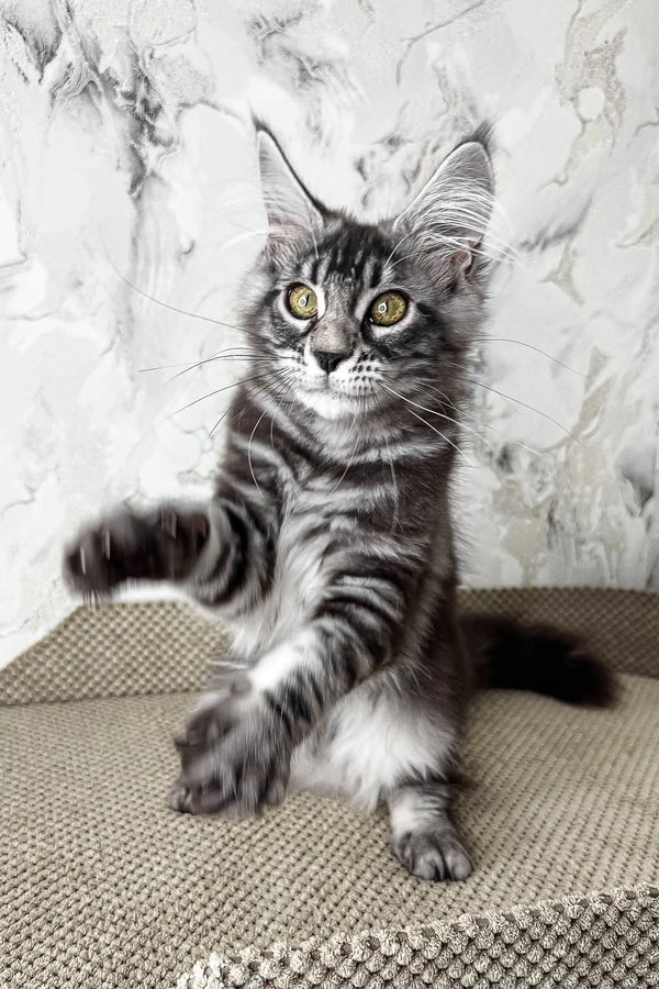 Ursula | maine coon kitten