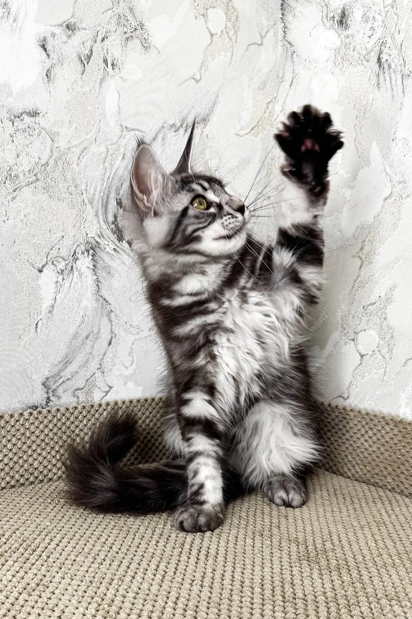 Ursula | maine coon kitten