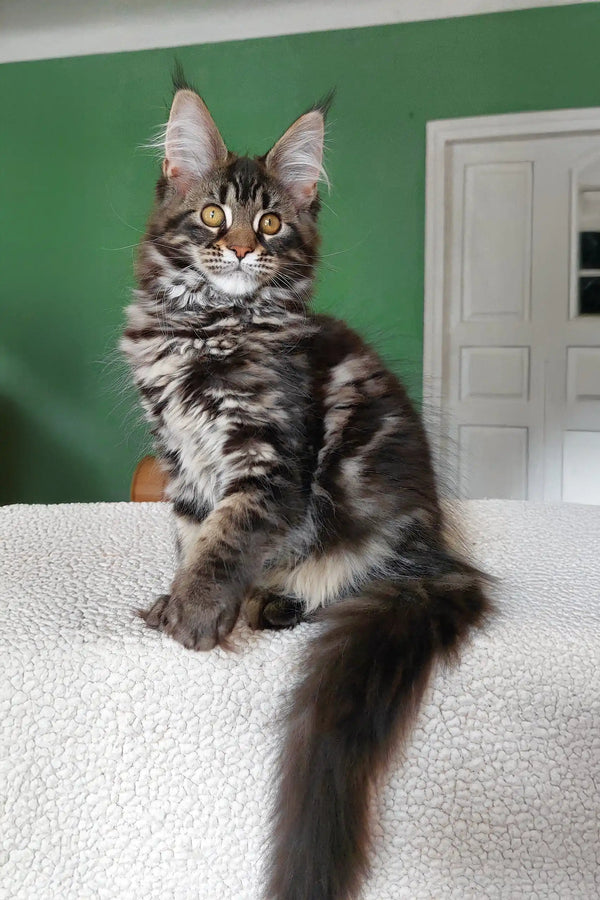 Ursula | maine coon kitten