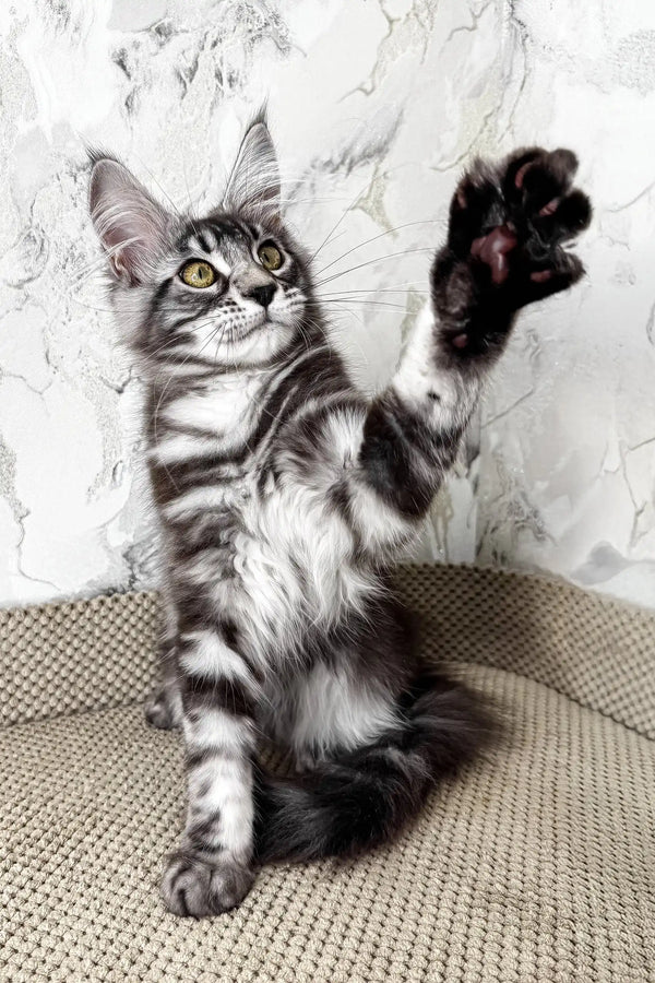 Ursula | maine coon kitten