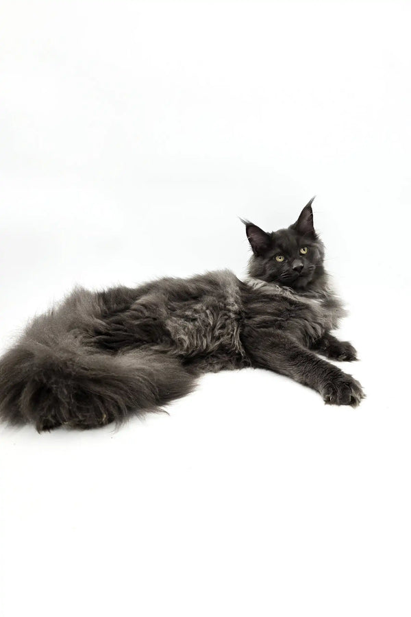 Fluffy black Maine Coon cat lounging on its side, perfect for Ursula | Maine Coon Kitten