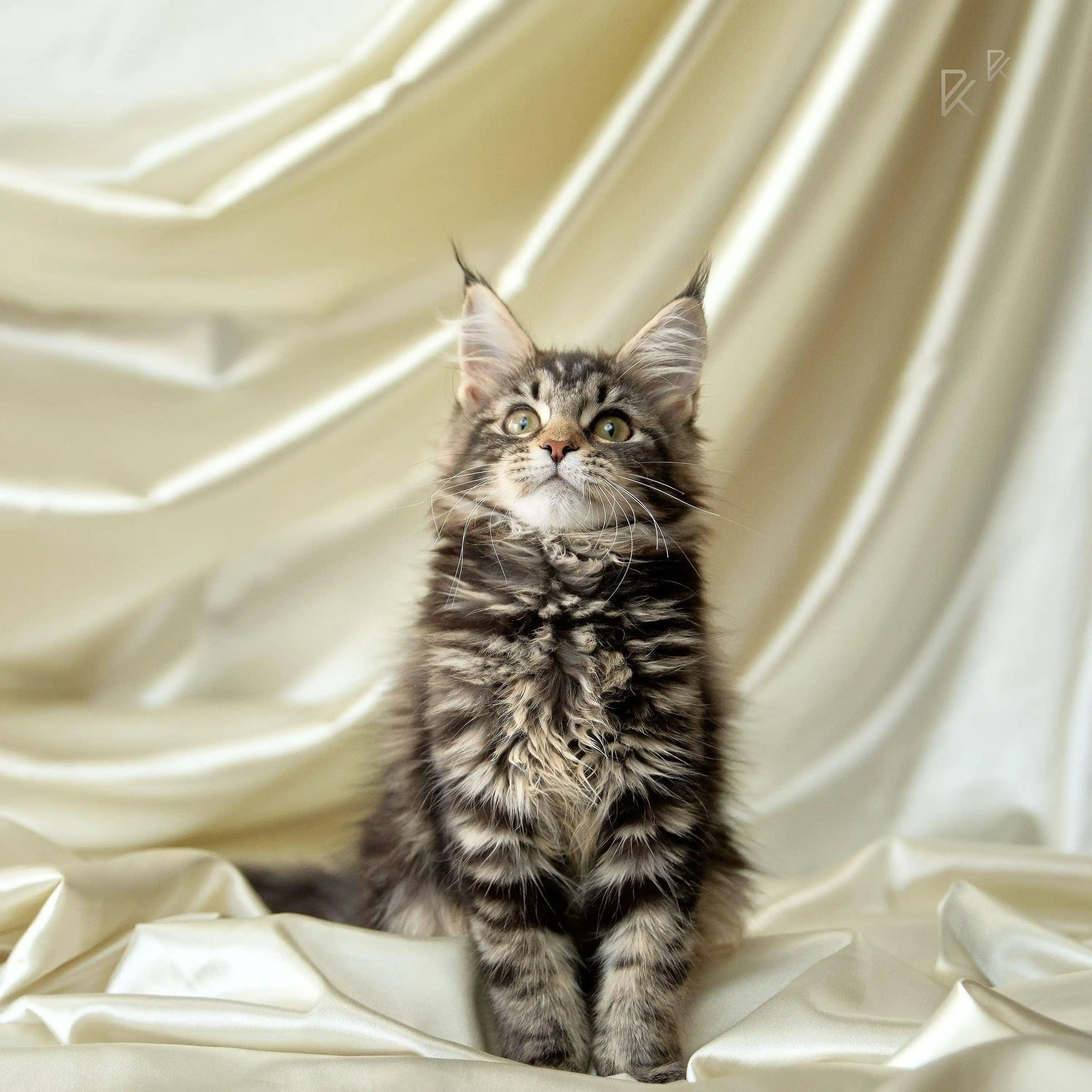 Maine Coon Kittens for Sale Ursula | Kitten