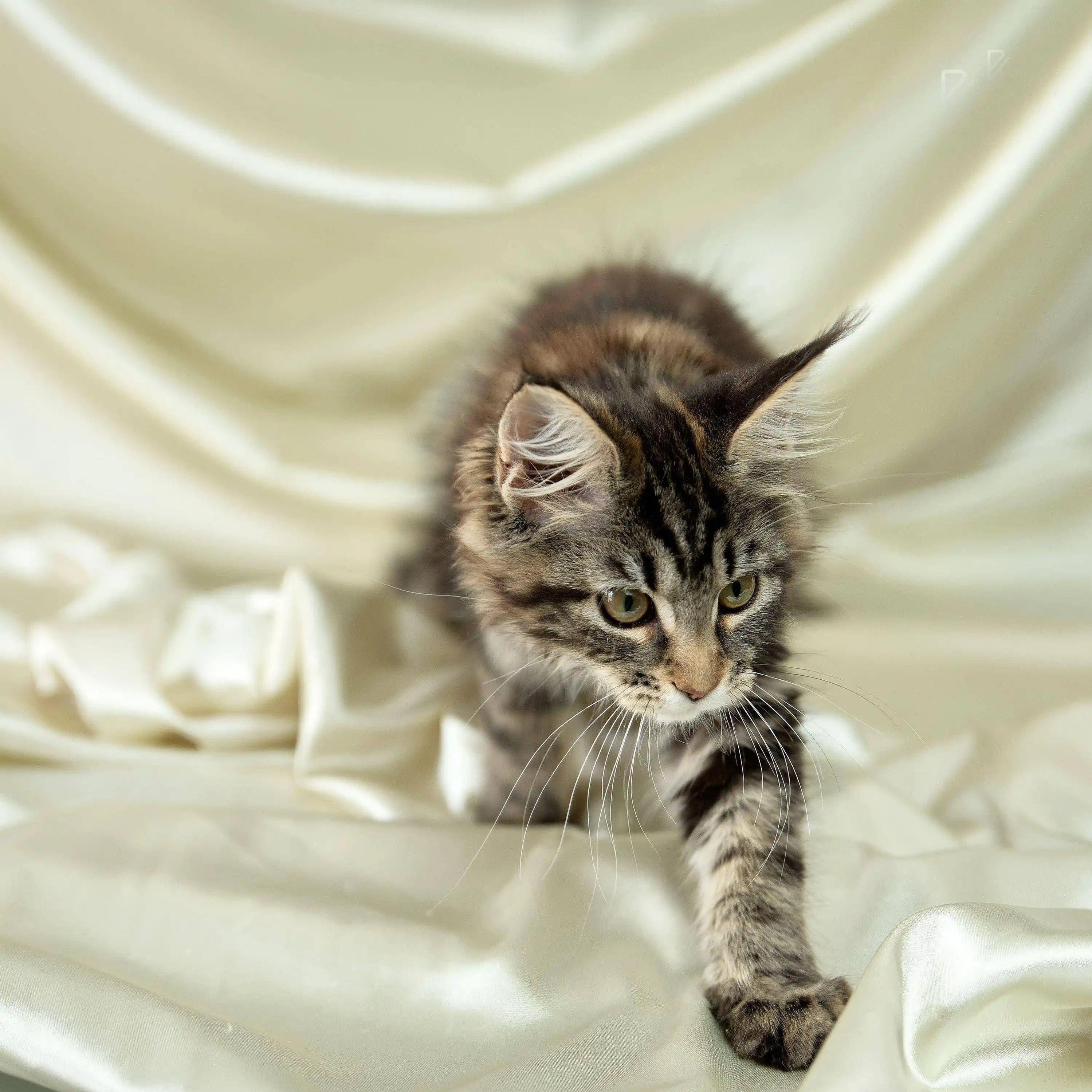 Maine Coon Kittens for Sale Ursula | Kitten