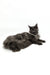 Long-haired black Maine Coon cat lounging on its side for Ursula | Maine Coon Kitten