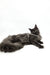 Long-haired black cat chilling on its side, perfect for Ursula the Maine Coon Kitten