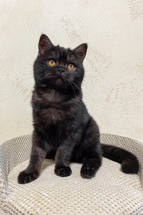 Black cat with bright yellow eyes sitting upright in Ursula the Scottish Straight Kitten