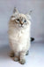 Ursula, a stunning Ragdoll cat with fluffy cream fur and bright blue eyes