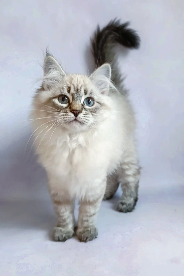 Beautiful Ragdoll cat with blue eyes and fluffy white fur in the Ursula Siberian Kitten product