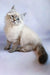 Fluffy Birman cat with blue eyes and dark-tipped ears and tail in Ursula Siberian Kitten