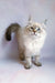 Fluffy Ragdoll cat with blue eyes and light fur in Ursula Siberian Kitten product